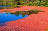 Triangle Pond photo